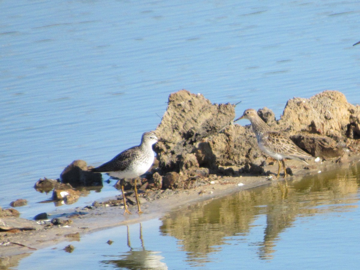 Solitary Sandpiper - ML53797131