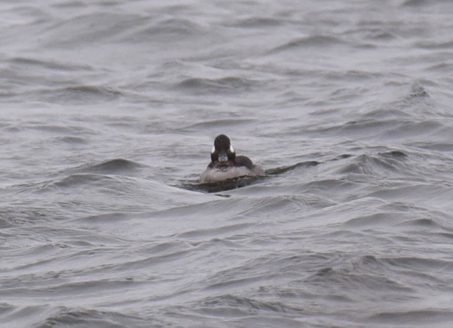 Bufflehead - ML537971971