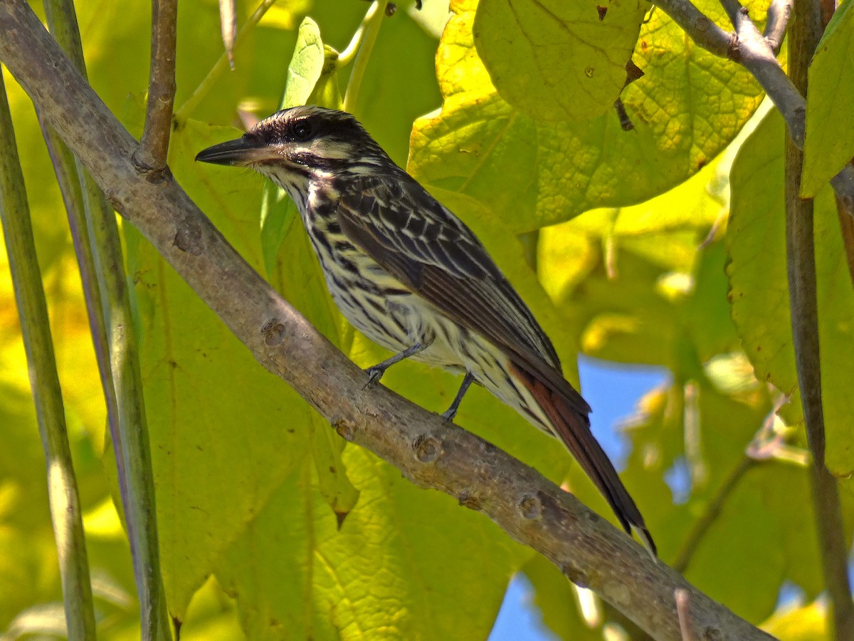 Streaked Flycatcher - ML537971991