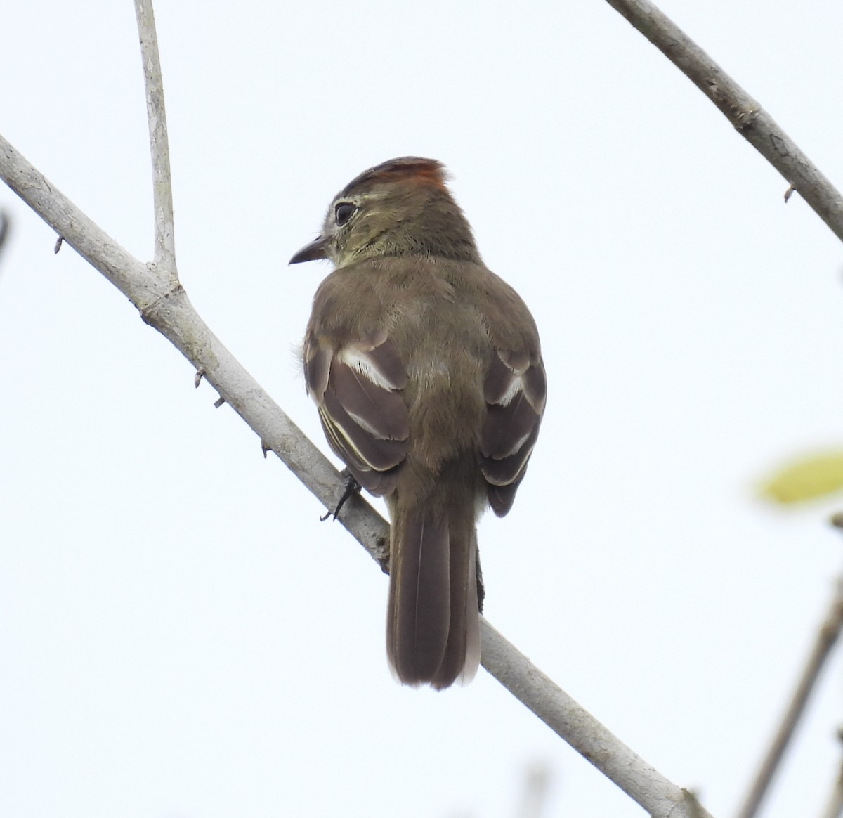 Rufous-crowned Elaenia - ML537972081