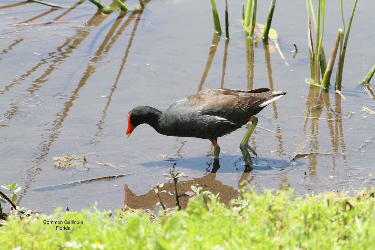 Gallinule d'Amérique - ML537972381