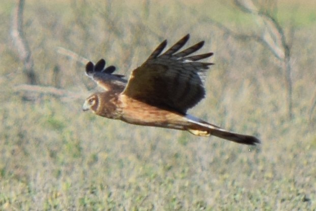 Northern Harrier - ML537972631