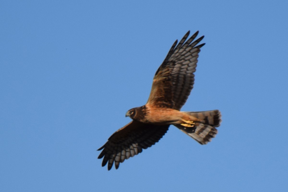 Northern Harrier - ML537972661