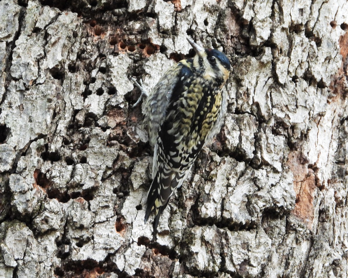 Yellow-bellied Sapsucker - ML537973011