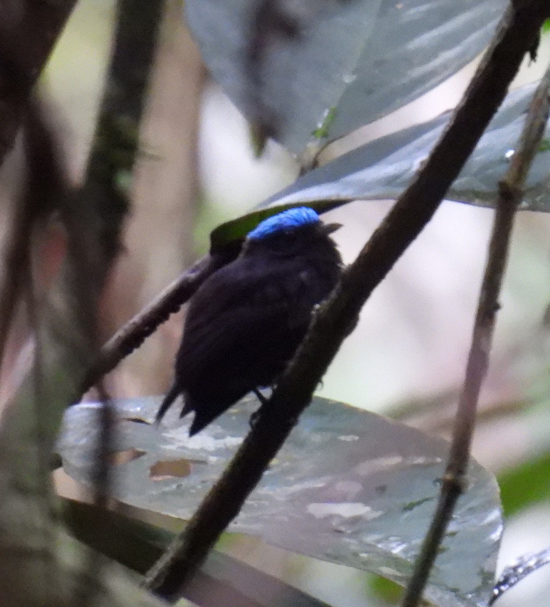 Blue-capped Manakin - Anonymous