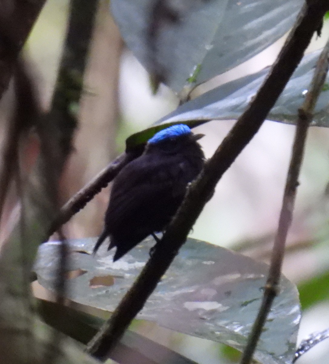 Blue-capped Manakin - ML537973861