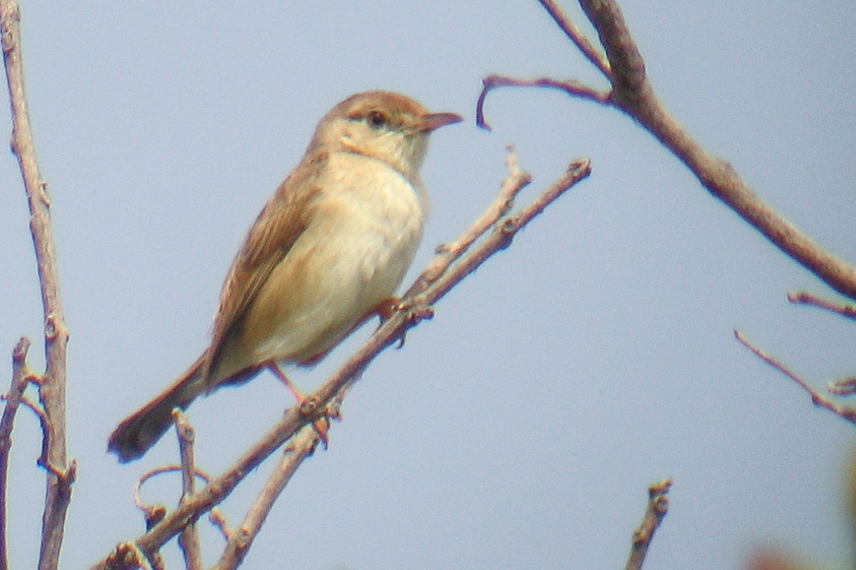 Rufous Cisticola - ML537973901