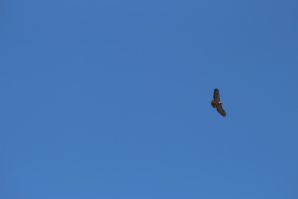 Red-tailed Hawk - Russell Allison