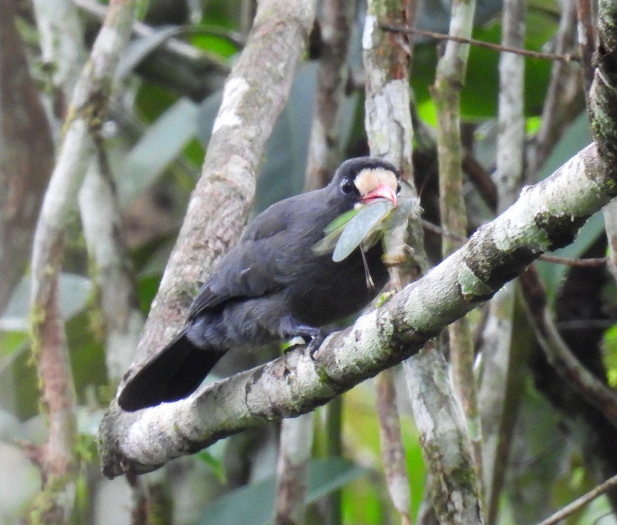 Weißstirn-Faulvogel - ML537975321