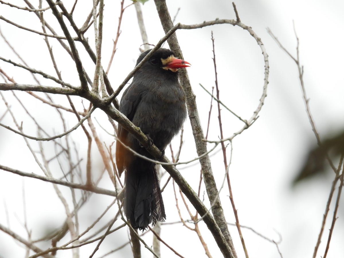 White-fronted Nunbird - ML537975351