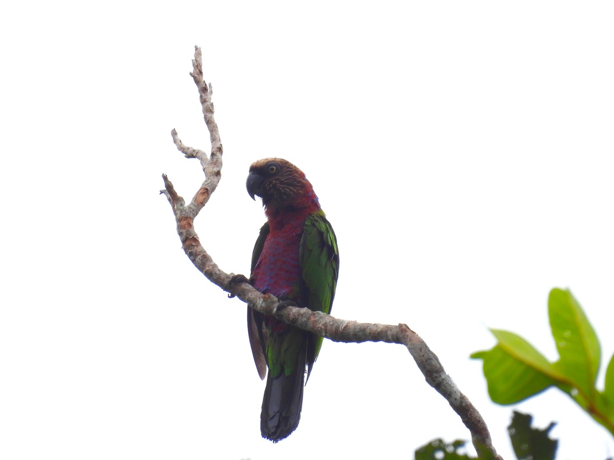 Red-fan Parrot - ML537976651