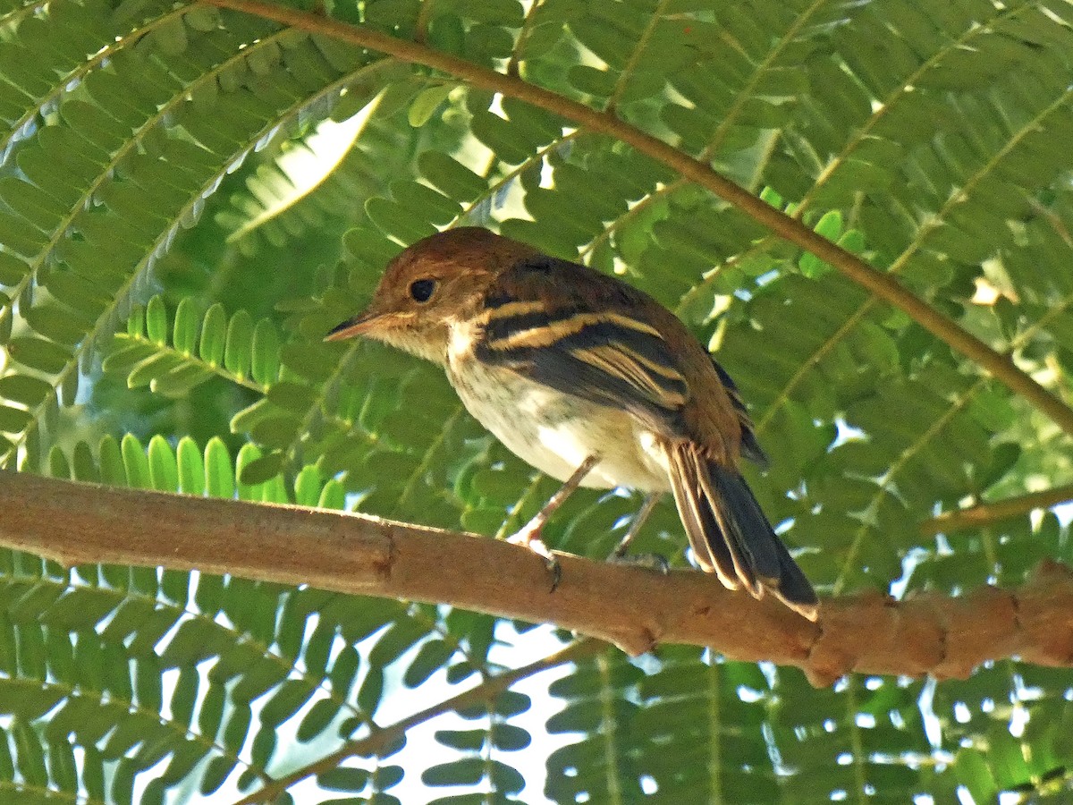 Bran-colored Flycatcher - ML537978001