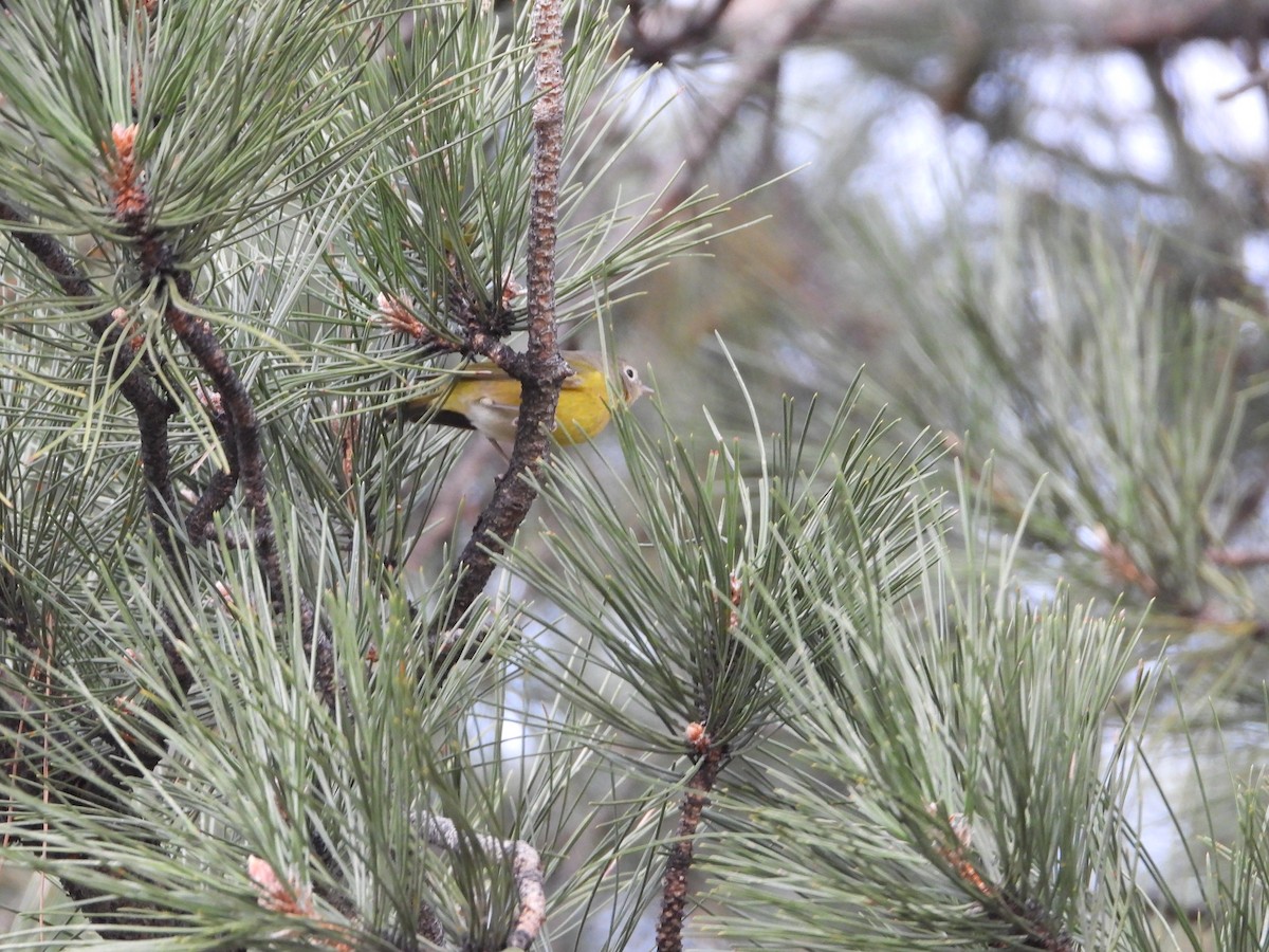 Nashville Warbler - Cole Sage