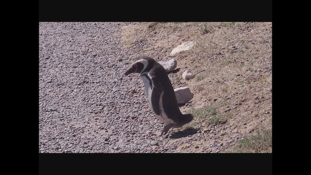 Magellanic Penguin - ML537978651