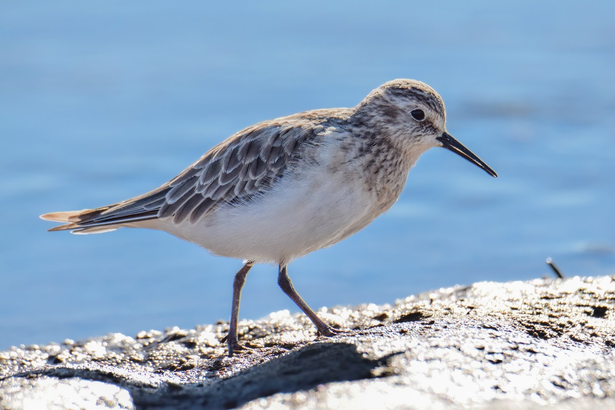 Baird's Sandpiper - ML537978791