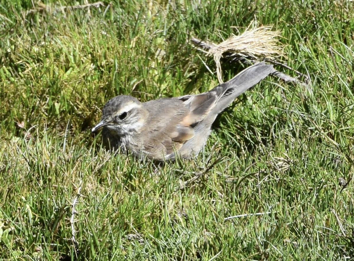 アカバネジカマドドリ - ML537979271