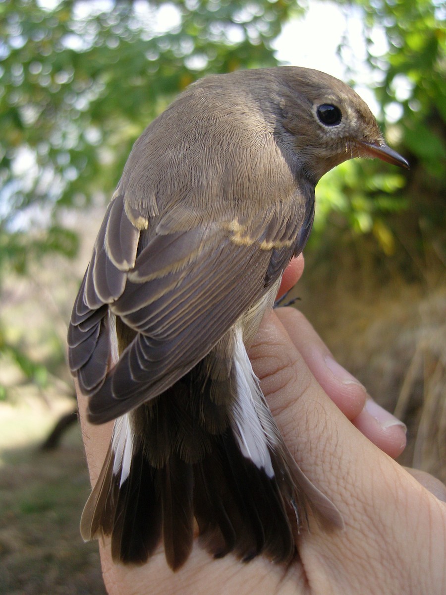 Red-breasted Flycatcher - Toni Polo Aparisi