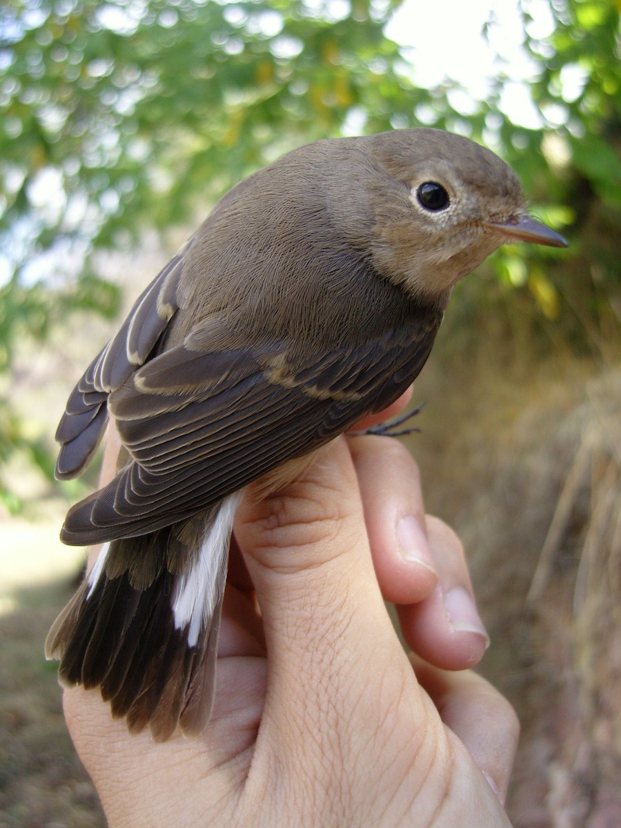 Red-breasted Flycatcher - ML537979751