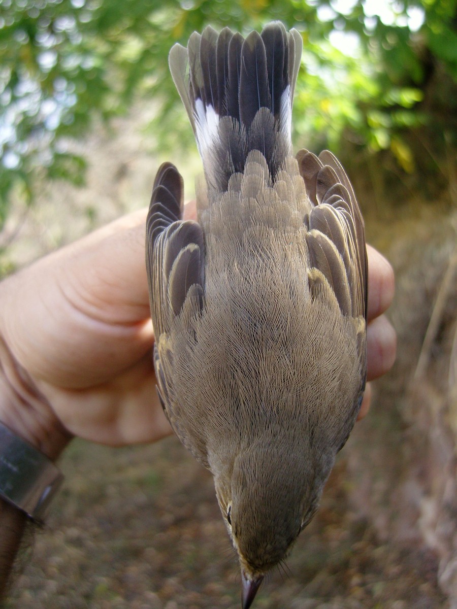 Red-breasted Flycatcher - ML537979761