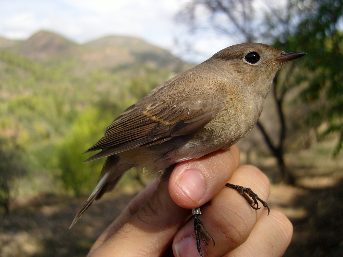 Red-breasted Flycatcher - ML537979771