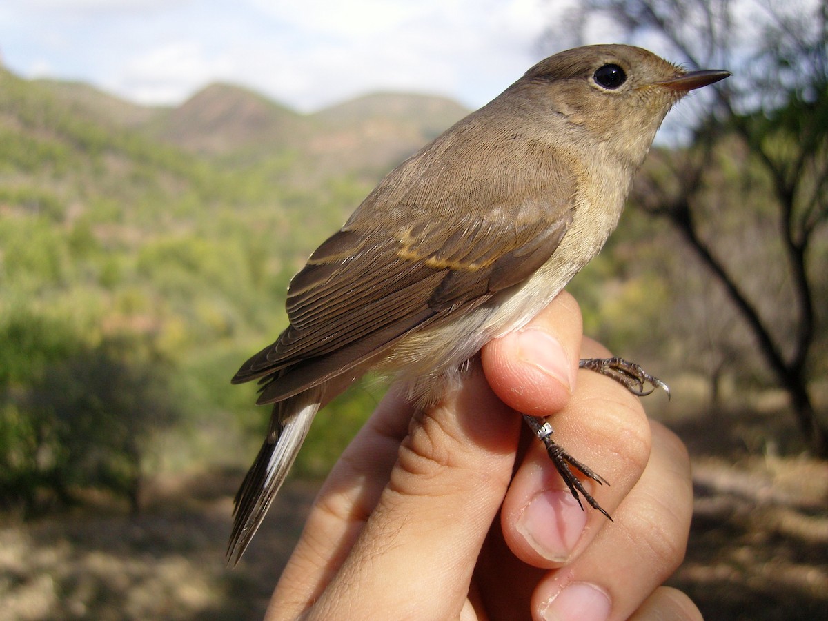 Red-breasted Flycatcher - ML537979791