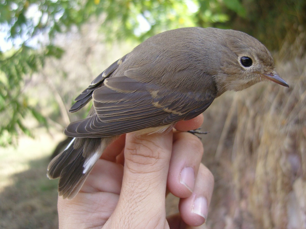 Red-breasted Flycatcher - ML537979801