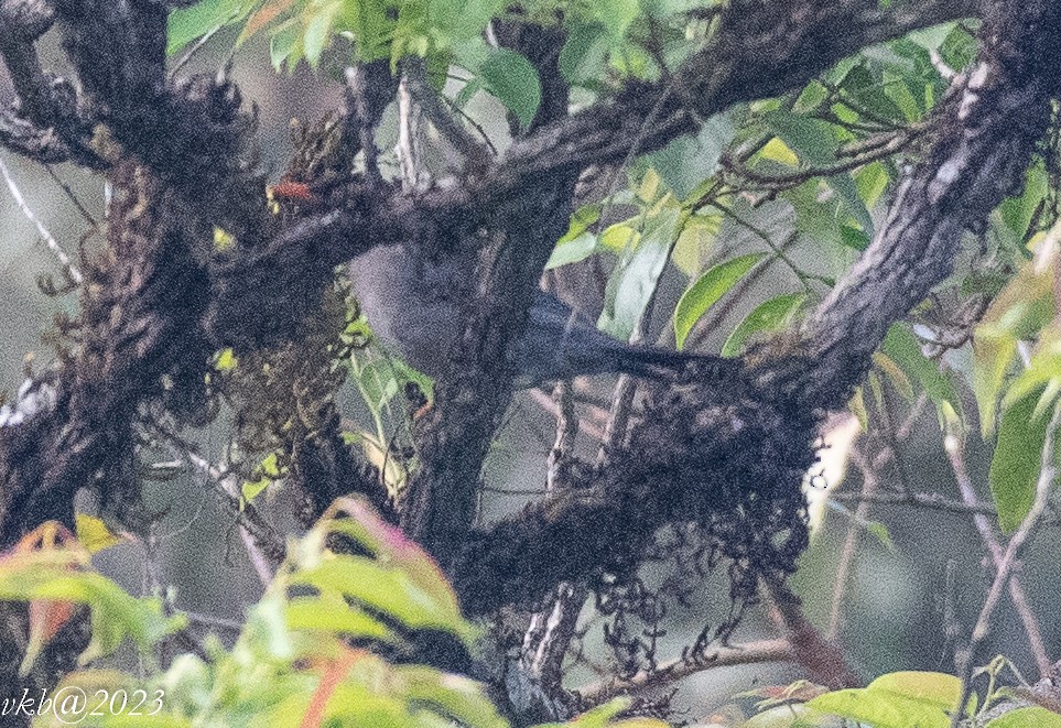 Indian Blackbird - ML537979931
