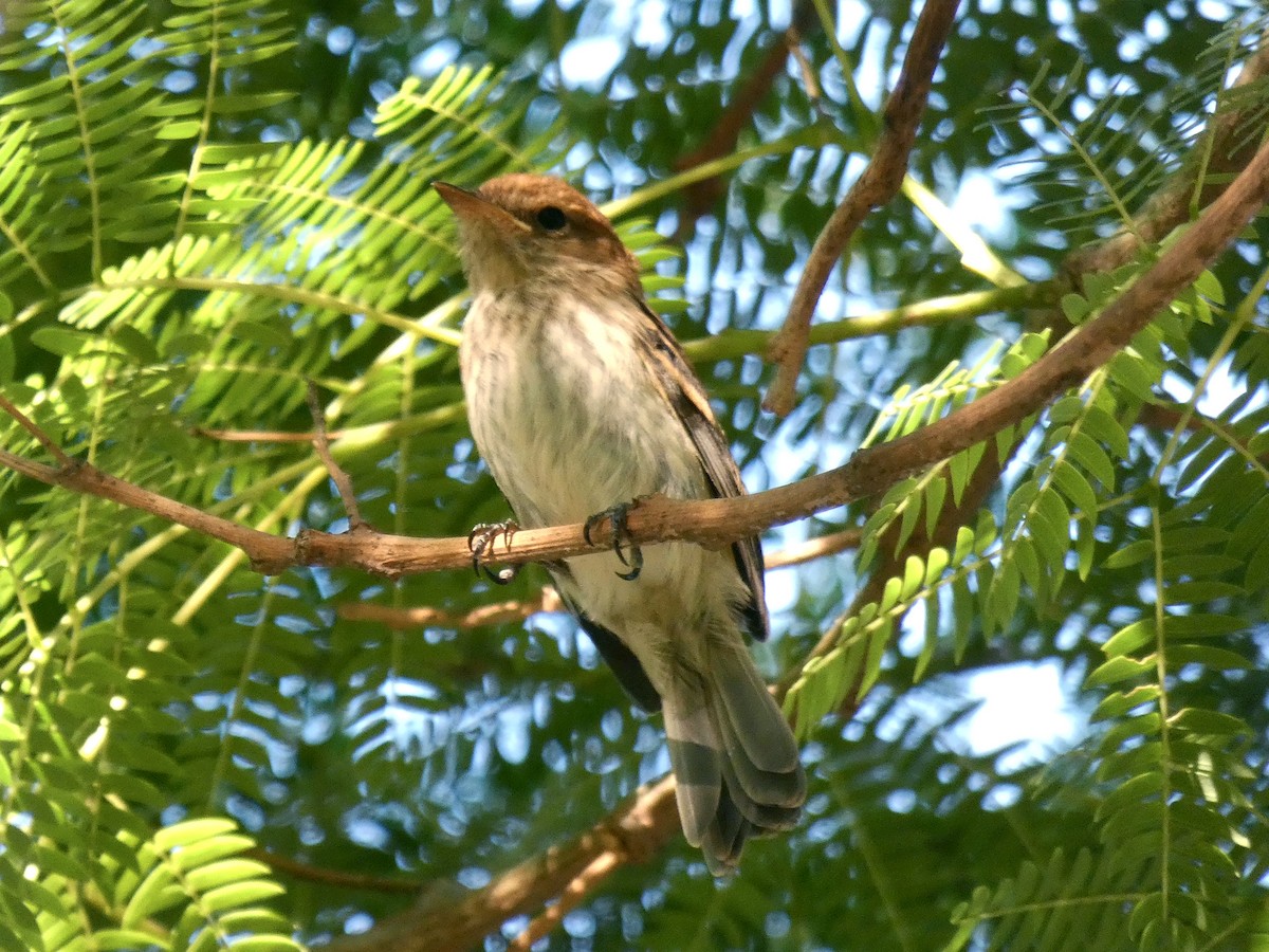 Bran-colored Flycatcher - Simón Guadagnini