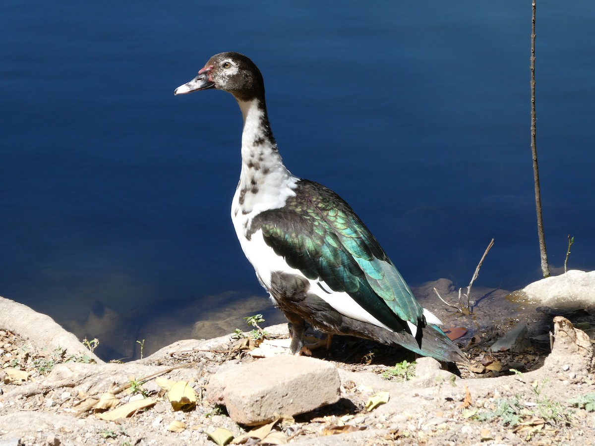 Muscovy Duck (Domestic type) - ML537981161