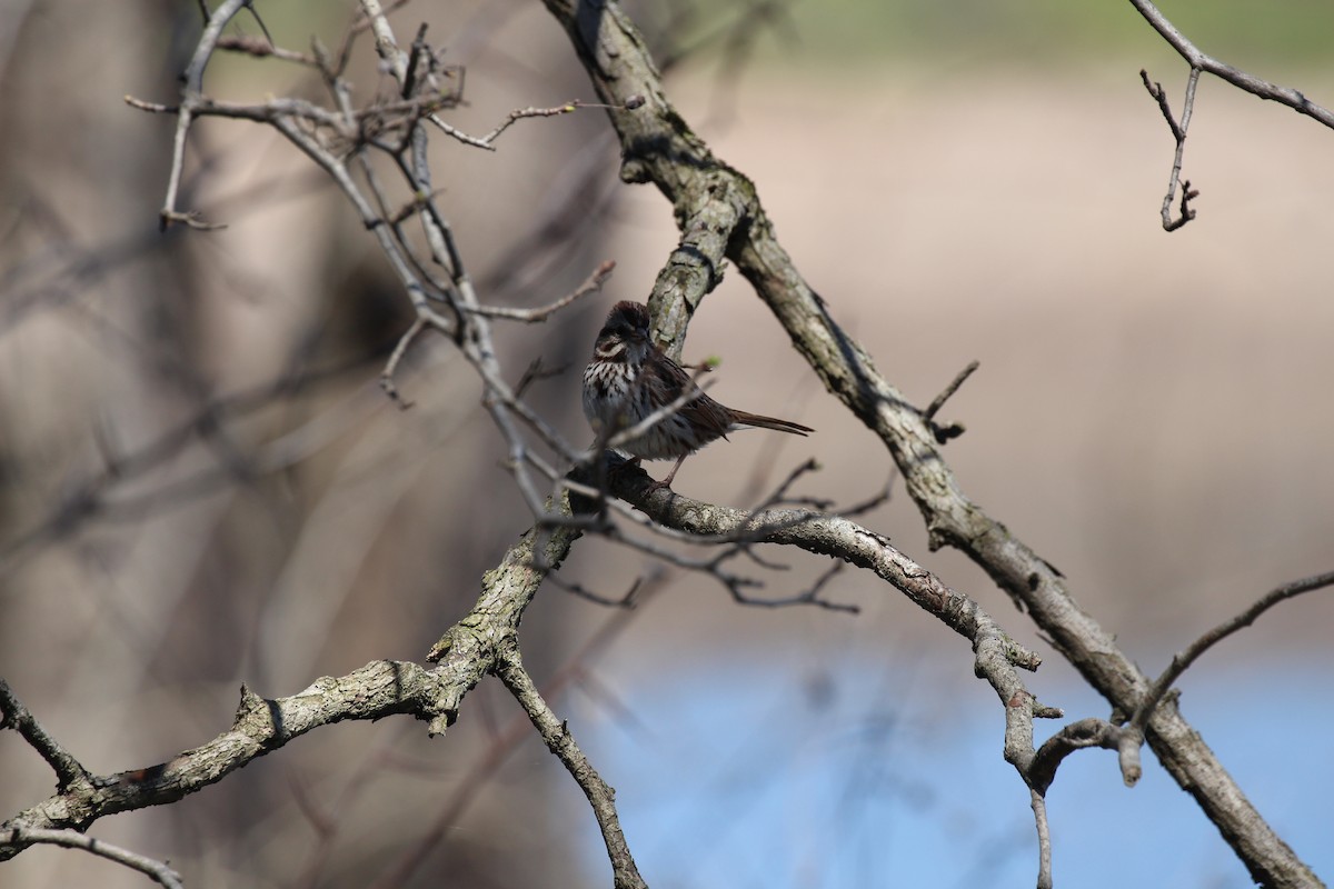 Song Sparrow - Russell Allison