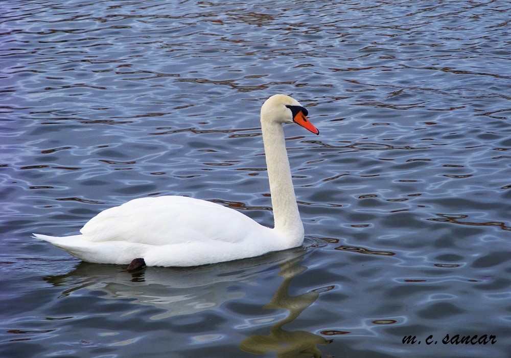 Mute Swan - ML537982181