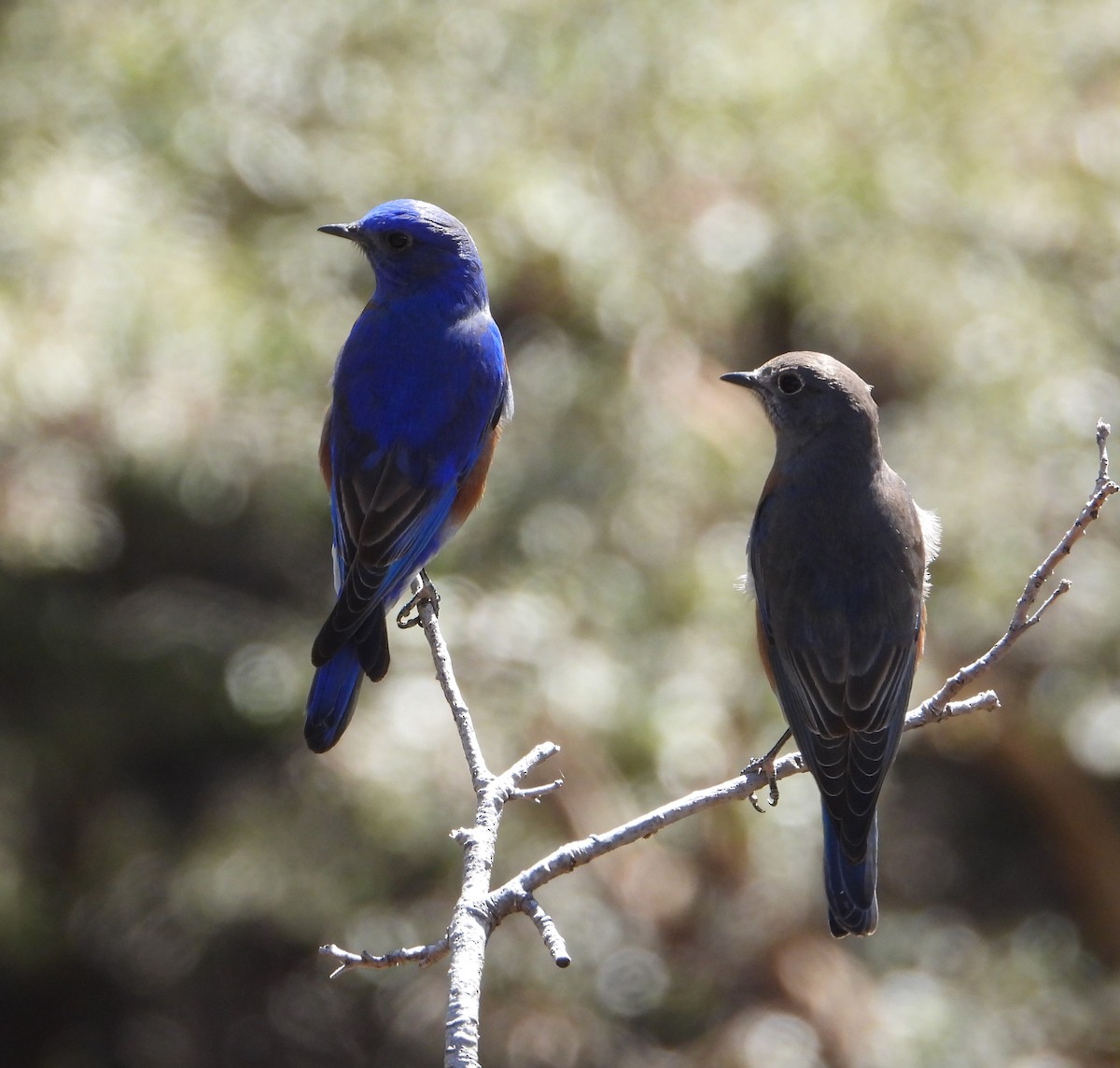 Western Bluebird - Arturo Cruz