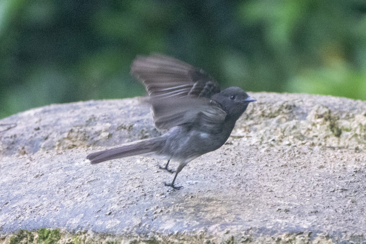 Black Phoebe - ML537983291