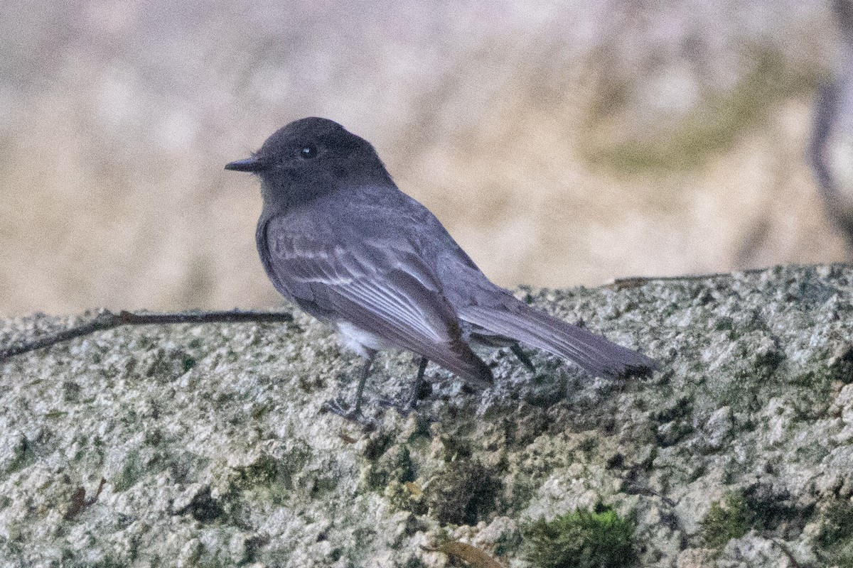 Black Phoebe - ML537983301