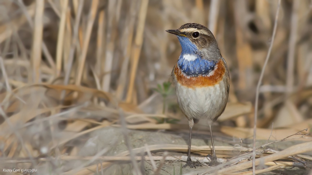 Bluethroat (White-spotted) - Kuzey Cem Kulaçoğlu