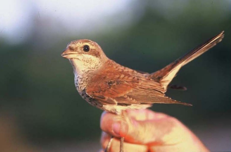 Red-backed Shrike - ML537984081