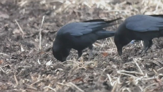 American Crow - ML537984981