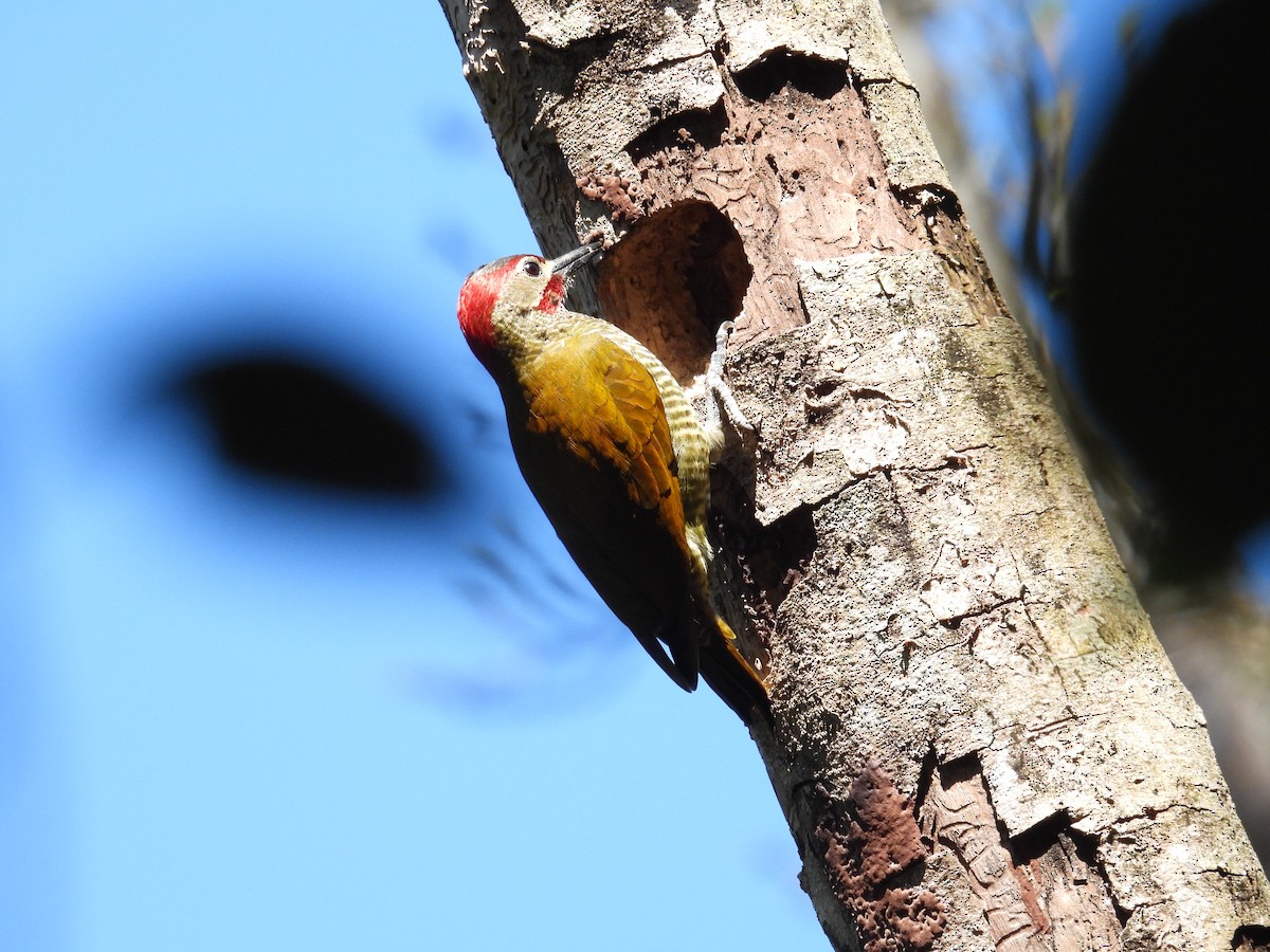 Golden-olive Woodpecker - ML537986481