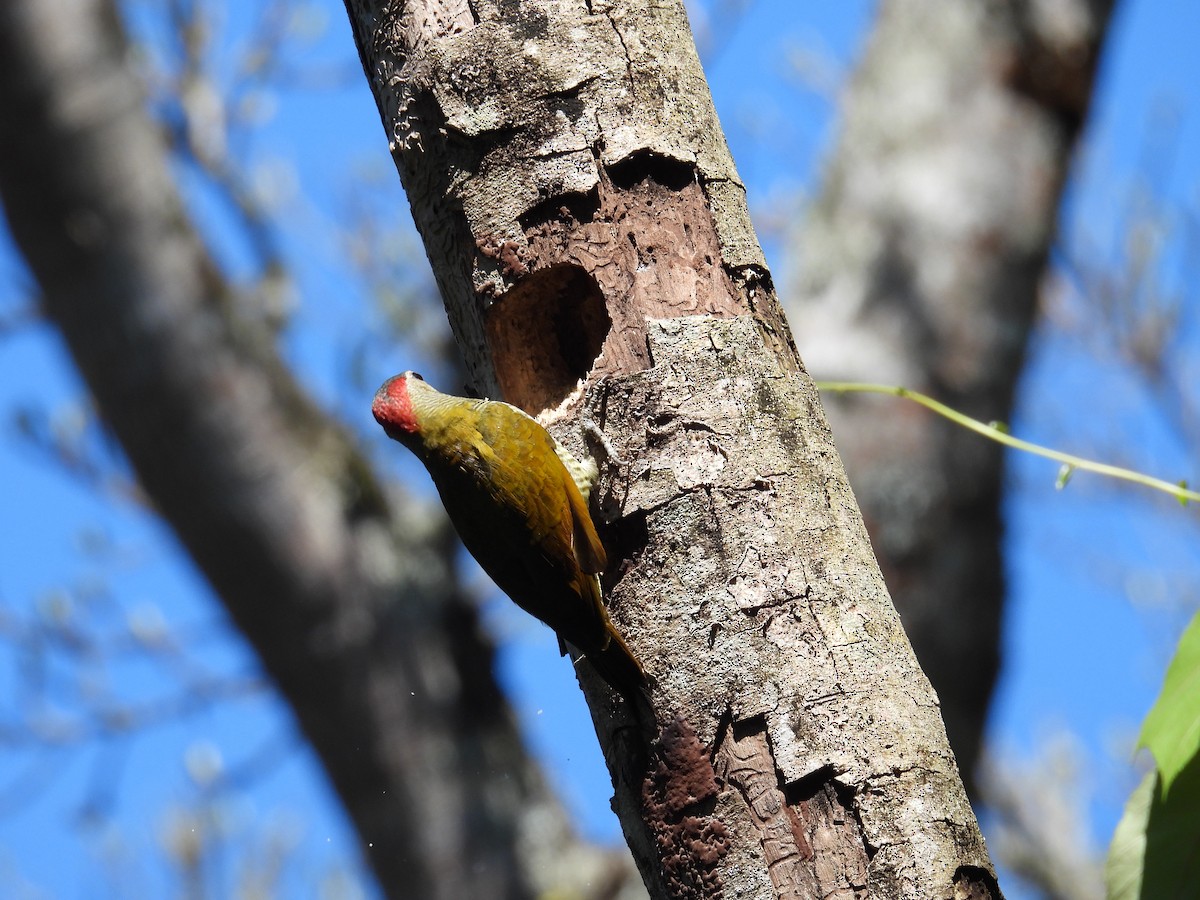 Golden-olive Woodpecker - ML537986491