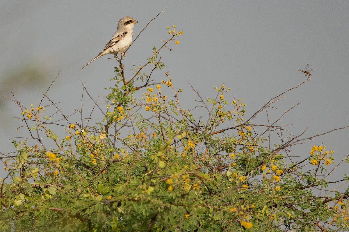 Great Gray Shrike (Sahara) - ML537987361