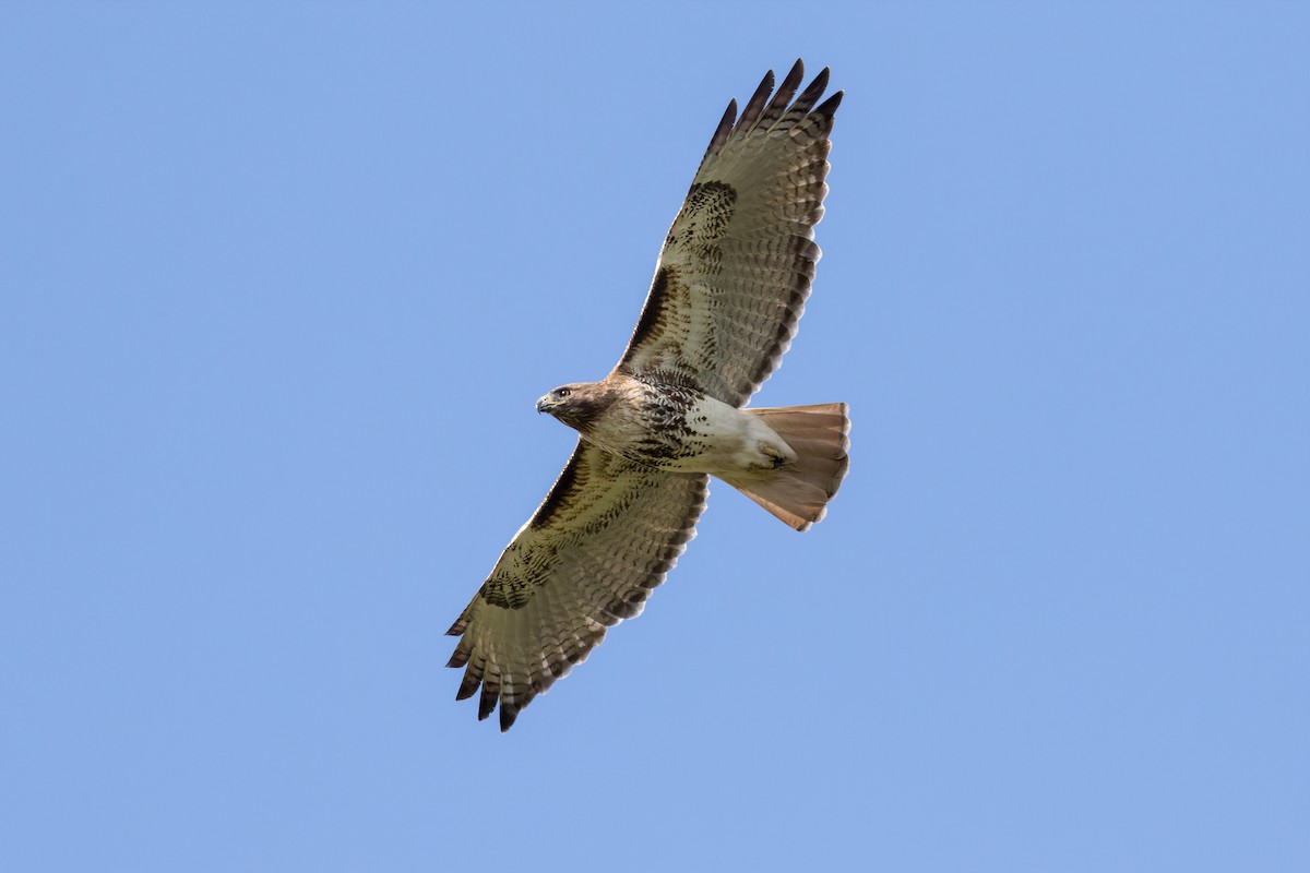 Red-tailed Hawk - ML537987471