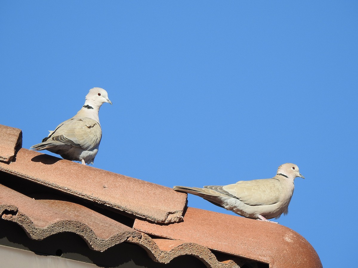 Eurasian Collared-Dove - ML537987641