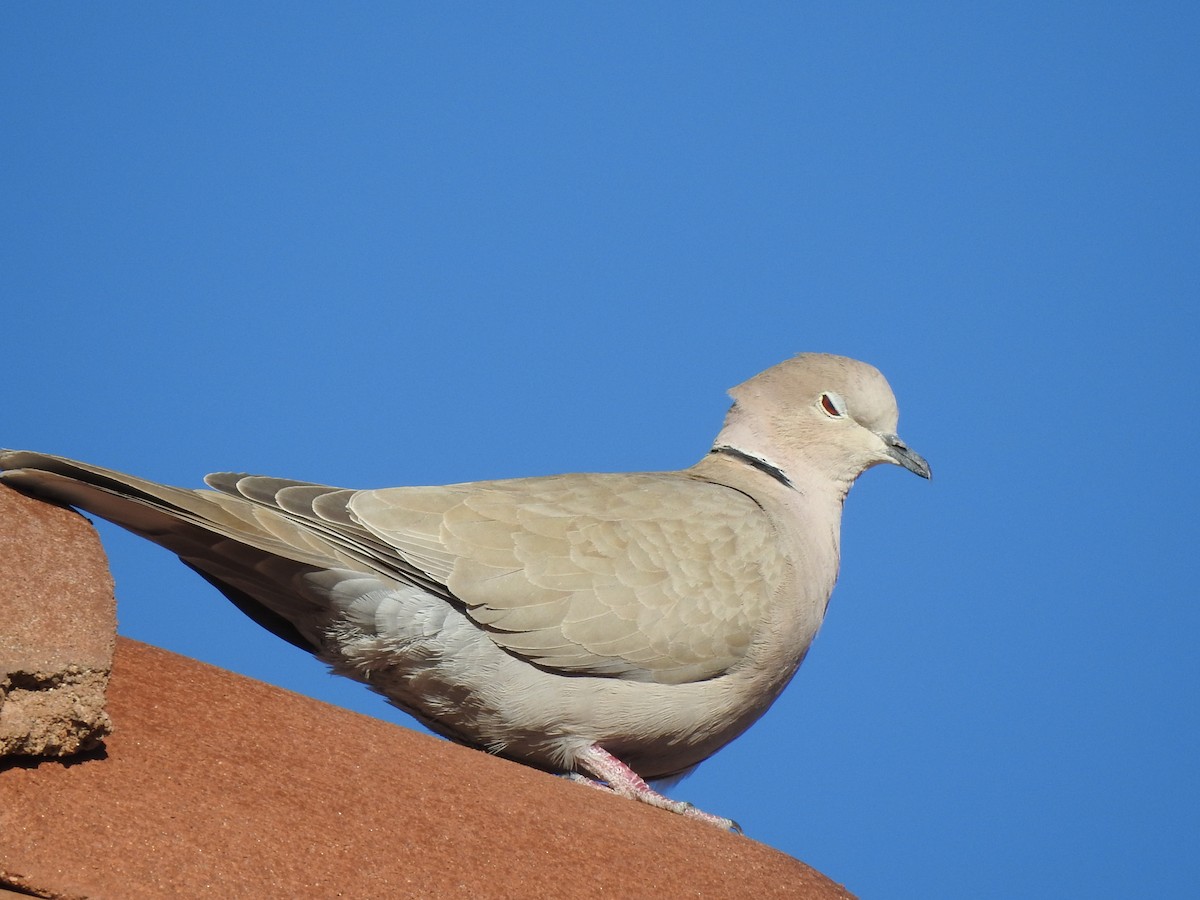 Eurasian Collared-Dove - ML537987711