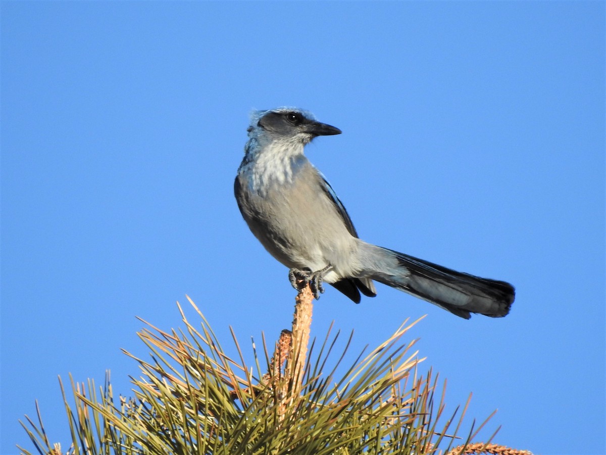 Woodhouse's Scrub-Jay - ML537987771