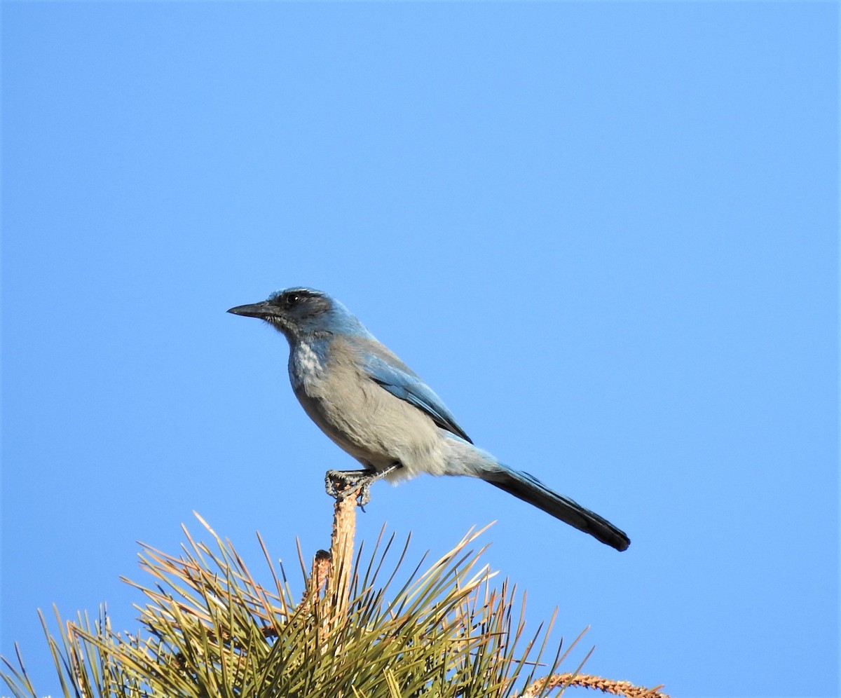 Woodhouse's Scrub-Jay - ML537987851