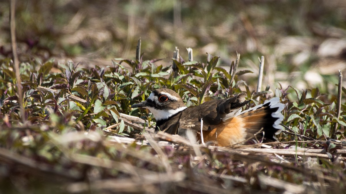 Killdeer - ML53798801