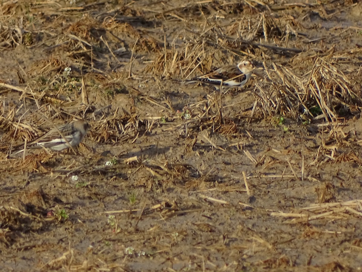 Snow Bunting - ML537988521