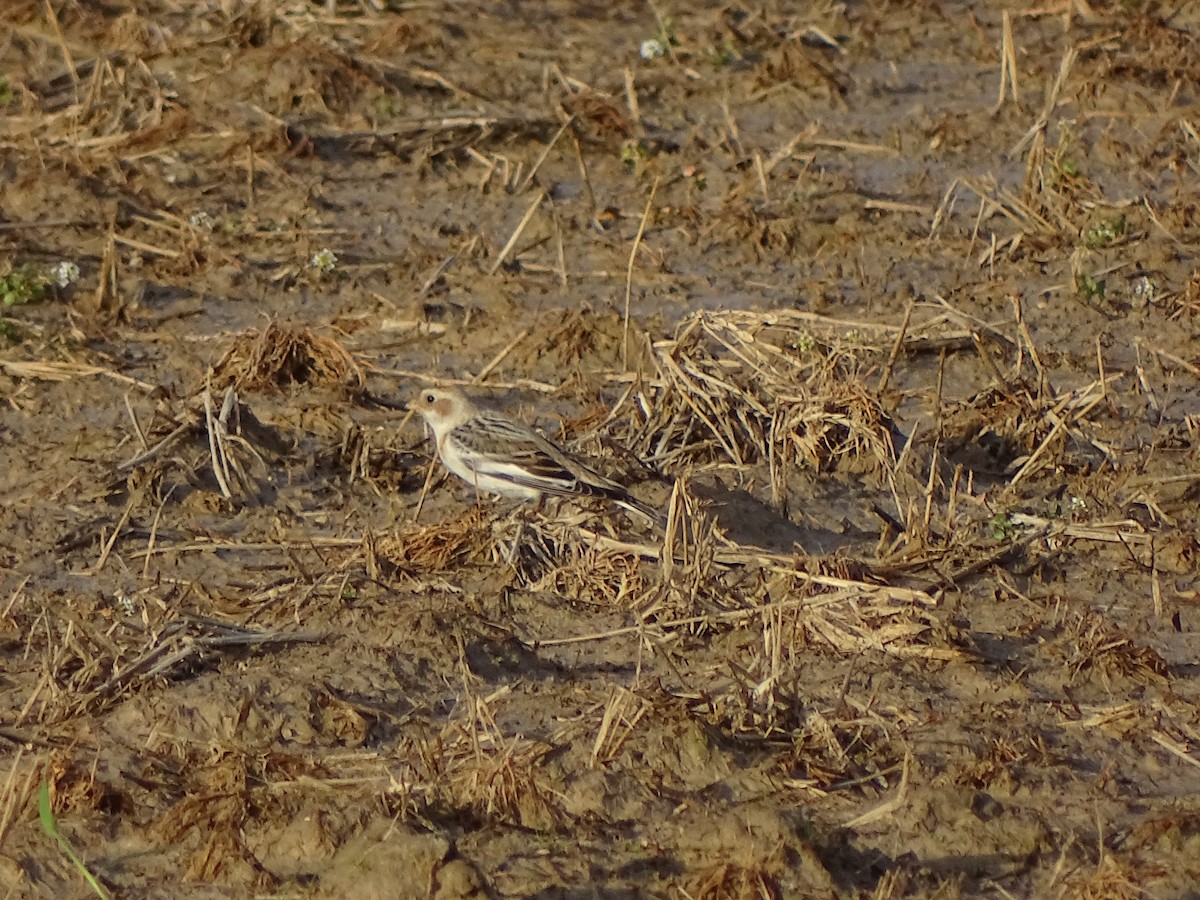 Snow Bunting - ML537988531