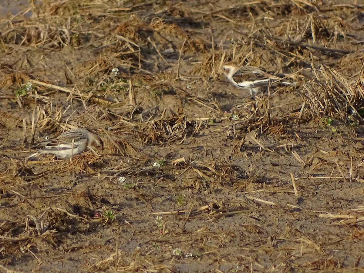 Snow Bunting - ML537988551