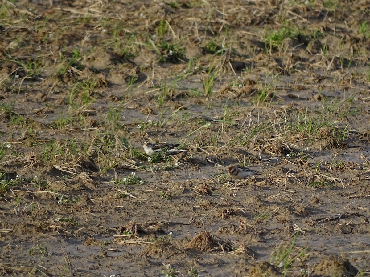 Snow Bunting - ML537988561